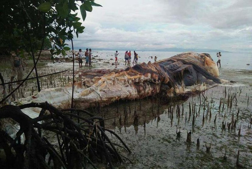 Bangkai paus ditemukan di bibir pantai Hulung, pada Selasa (9/5).