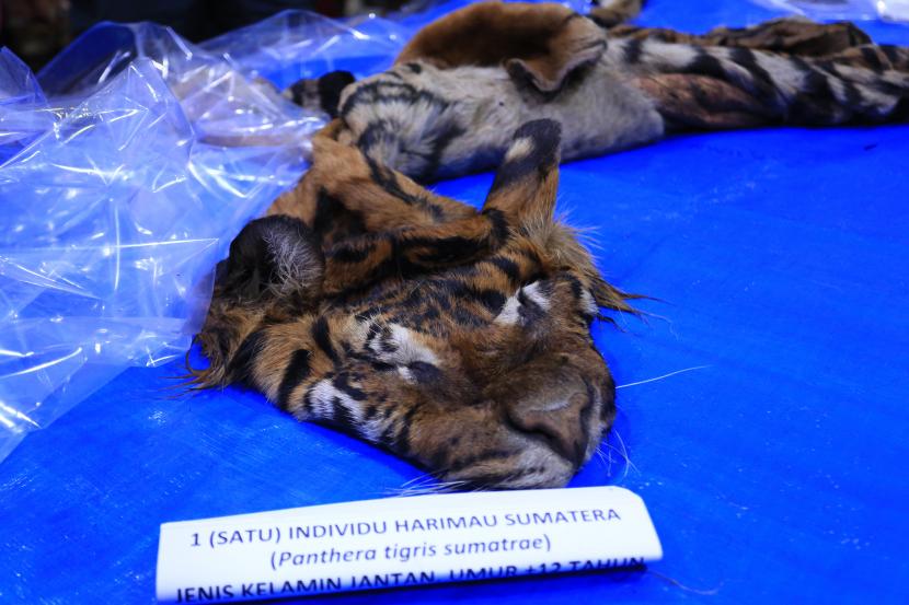 Barang bukti kulit dan tulang harimau sumatera yang diamankan (ilustrasi) 