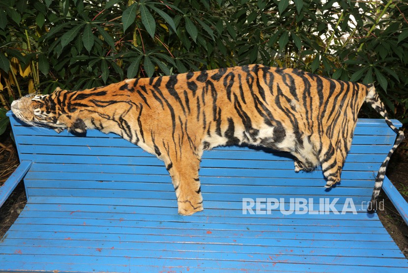 Barang bukti kulit harimau sumatra (Panthera tigris sumatrae) 