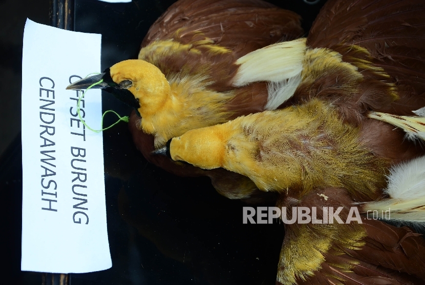 Offset burung cendrawasih (foto ilustrasi). Satreskrim Polres Metro Jakarta Selatan menyita satwa langka yang diawetkan (offset) dari rumah pengemudi Lamborghini yang menodongkan pistol kepad dua pelajar di kawasan Kemang, Jaksel.  (Republika/Edi Yusuf)