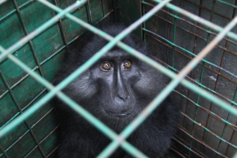 Sawa dilindungi, seekor monyet Darre (Macaca maura) berada di sangkar. ilustrasi. Balai Konservasi Sumber Daya Alam (BKSDA) DIY mengatakan, masih banyak masyarakat yang memelihara satwa yang masuk dalam kategori dilindungi.