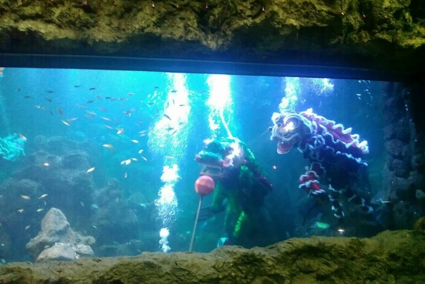 Barongsai menyelam di kolam Seaworld Ancol sebagai bagian perayaan Imlek 2016.
