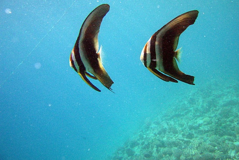 Batman Fish, salah satu biota laut, yang berada di laut Taka Bonerate di Pulau Tinabo Besar, Kepulauan Selayar, Sulawesi Selatan.