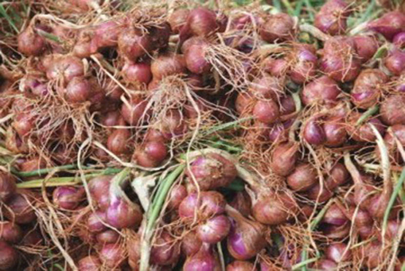 Bawang merah salah satu komoditas pangan yang memicu inflasi di Jawa Timur pada November 2017.
