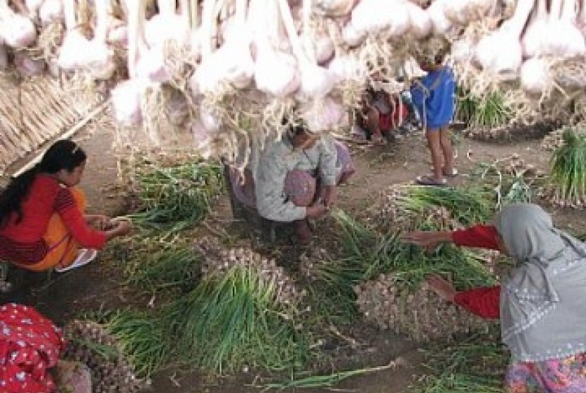 Garlic farmers (Illustration)