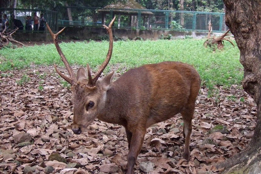 Bawean deer (file photo)