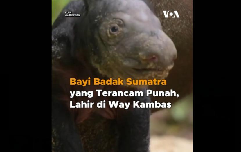 Bayi badak Sumatera