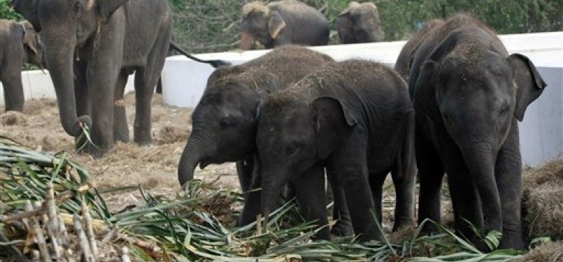 Bayi-bayi gajah, yang terjebak dalam kepungan banjir, diberi makanan tebu segar di Provinsi Ayutthaya, Thailand, Senin (31/10).