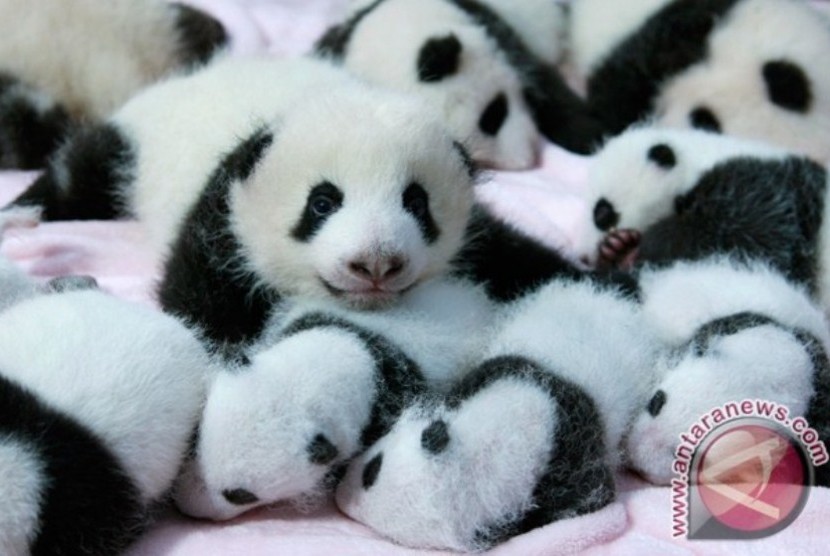 Bayi-bayi panda di Pusat Riset Chengdu untuk Penangkaran Panda di Chengdu, provinsi Sichuan, Tiongkok (REUTERS/China Daily)