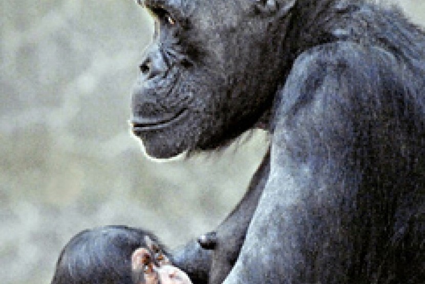 Bayi dan induk simpanse