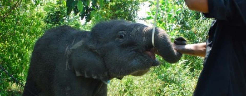 Bayi gajah bernama Gonzales terpaksa menyusui menggunakan botol akibat induknya mati, Senin (4/4).