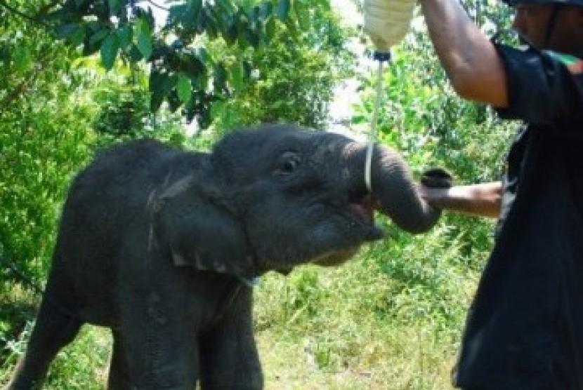 Bayi gajah (ilustrasi)