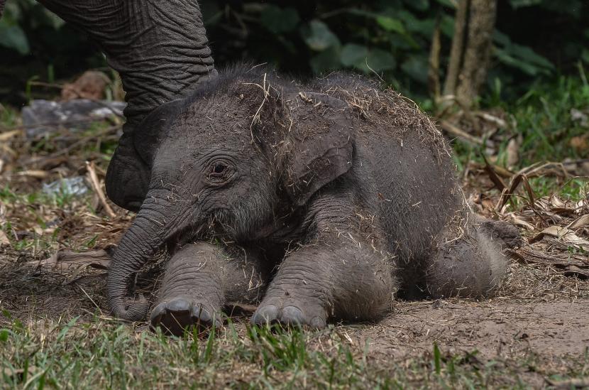 Bayi gajah sumatera (Elephas maximus sumatranus) berada di dekat kaki induknya di Taman Nasional Tesso Nilo Kabupaten Pelalawan, Riau, Jumat (3/12/2021). Bayi gajah sumatera berkelamin jantan tersebut lahir pada Kamis (2/12/2021) dari induk gajah sumatera betina bernama Ria.