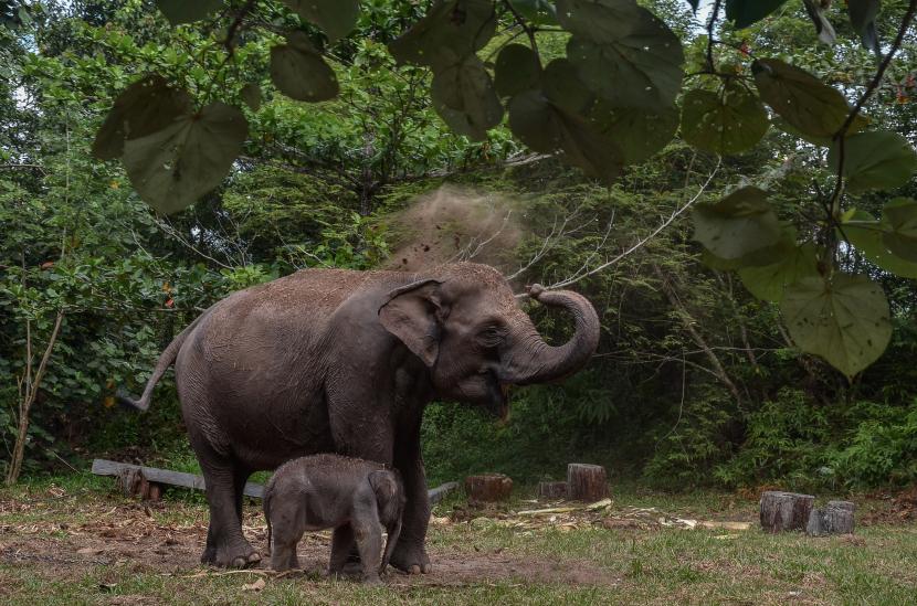 Peneliti UGM Konservasi Gajah Sumatra (ilustrasi).
