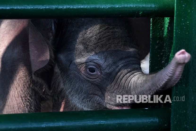 Bayi Gajah Sumatra (Elephas Maximus sumatranus) bernama Dumbo bermain di dalam kandang, di Kebun Binatang Surabaya, Jawa Timur.
