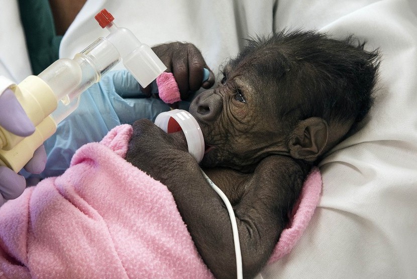 Bayi gorila Kebun Binatang San Diego