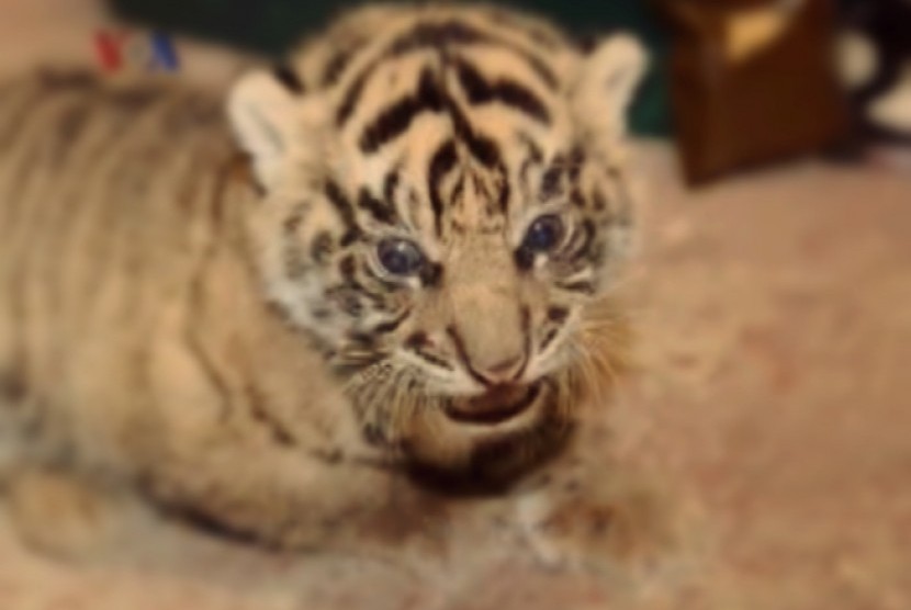 Bayi harimau Sumatra (ilustrasi)