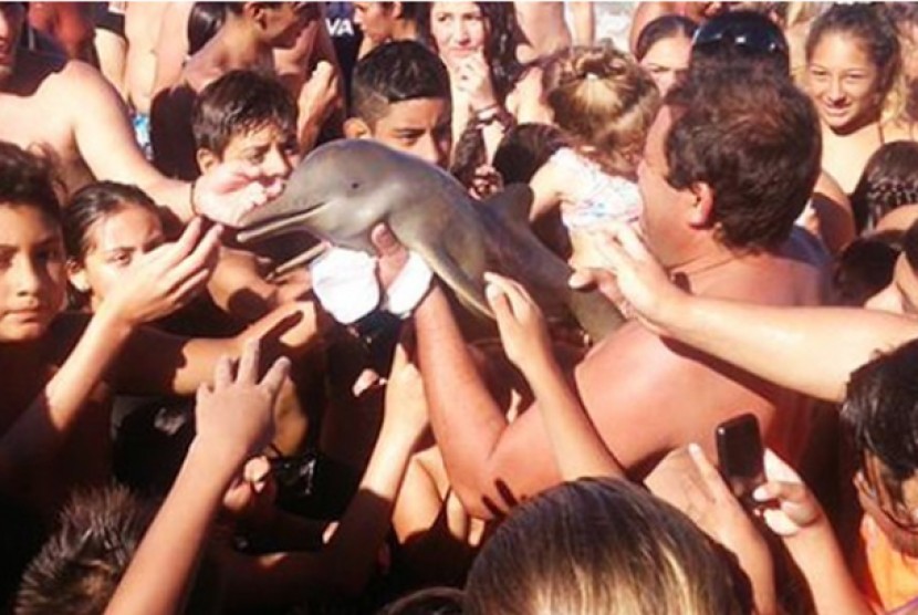 Bayi lumba-lumba ini tewas usai diajak selfie.