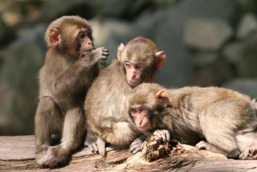 Bayi monyet di Takasakiyama Natural Zoological Gardens