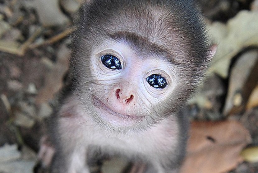 Bayi monyet imut