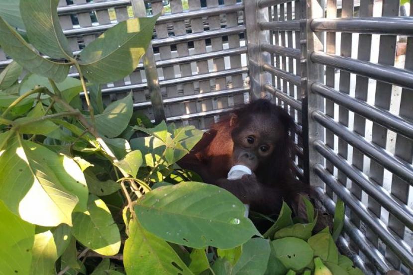 Bayi orangutan yang nyaris dibuang karena pemiliknya takut dengan COVID-19 berhasil diselamatkan dan kini mendapatkan perawatan di Sekolah Rimba Orangutan Four Paws di Kaltim.