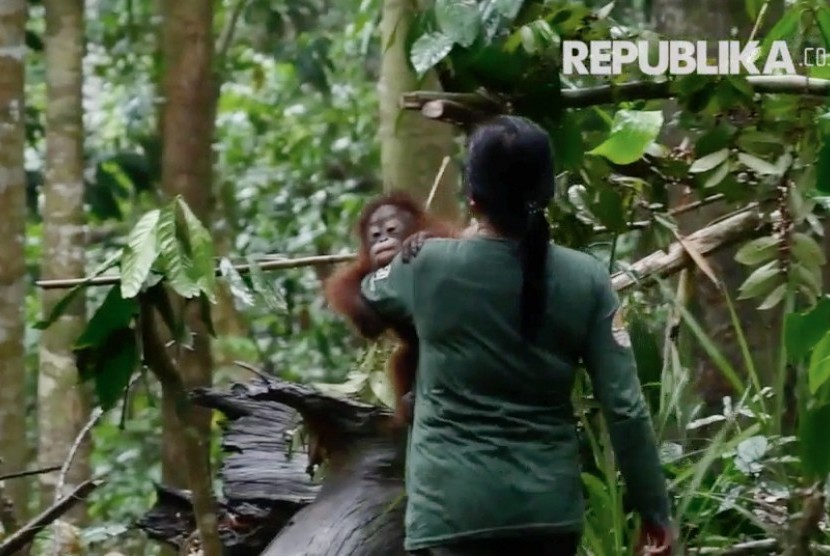 Bayi orangutan dan pengasuhnya di Sekolah Hutan, Samboja, Kalimantan Timur