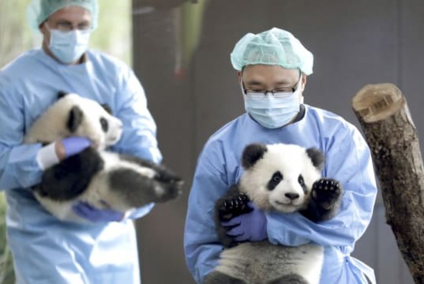 Bayi panda kembar, Pit dan Paule diperkenalkan pada publik di Zoo Berlin, Jerman.