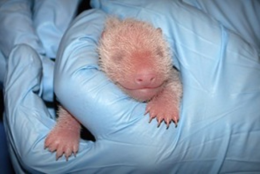 Bayi panda yang baru lahir dari kebun binatang washington dc