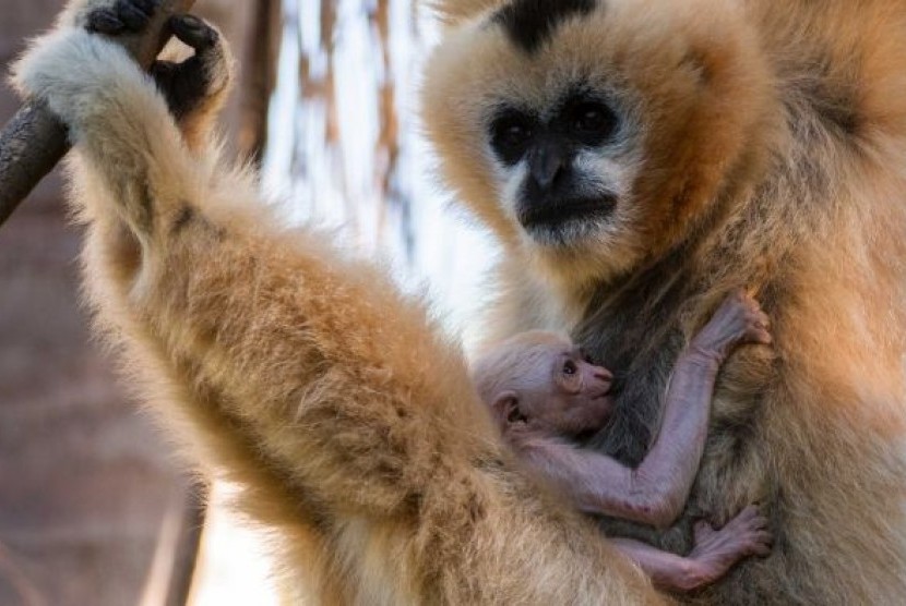Bayi siamang berpipi putih yang sangat terancam punah lahir di Kebun Binatang Adelaide 10 Desember lalu.