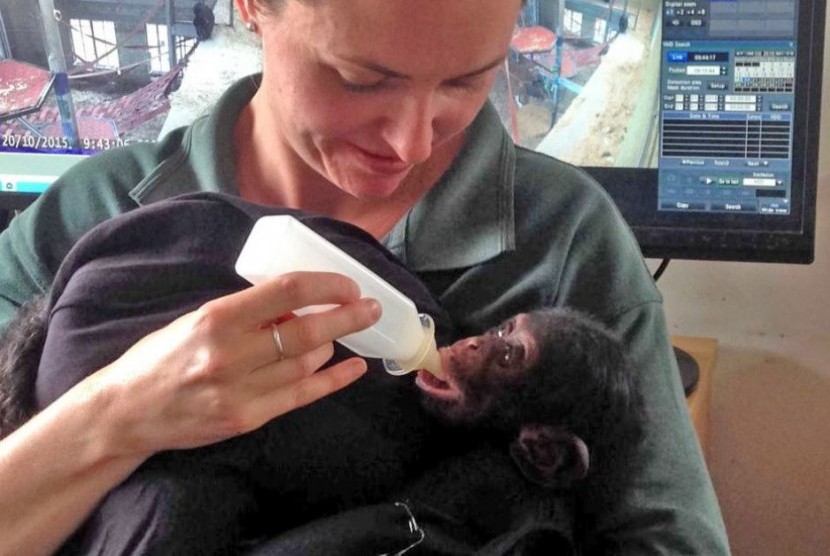 Bayi simpanse Boon ini hanya mampu bertahan hidup selama dua pekan.