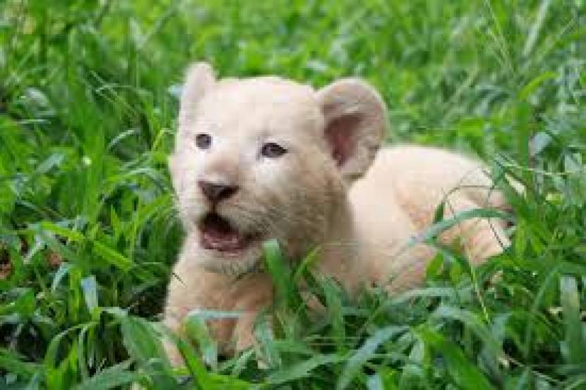 Bayi singa putih bernama Gisel lahir di Taman Safari Prigen.