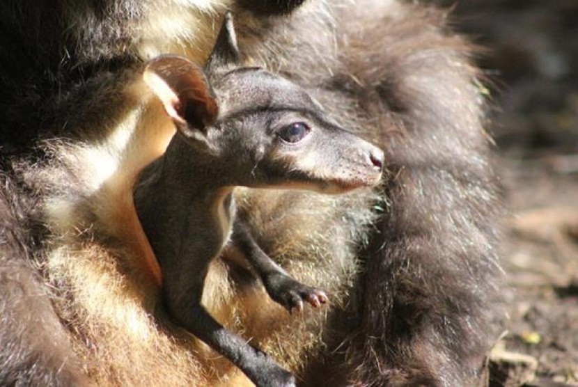 Bayi walabi yang lahir di Kebun Binatang Taronga.