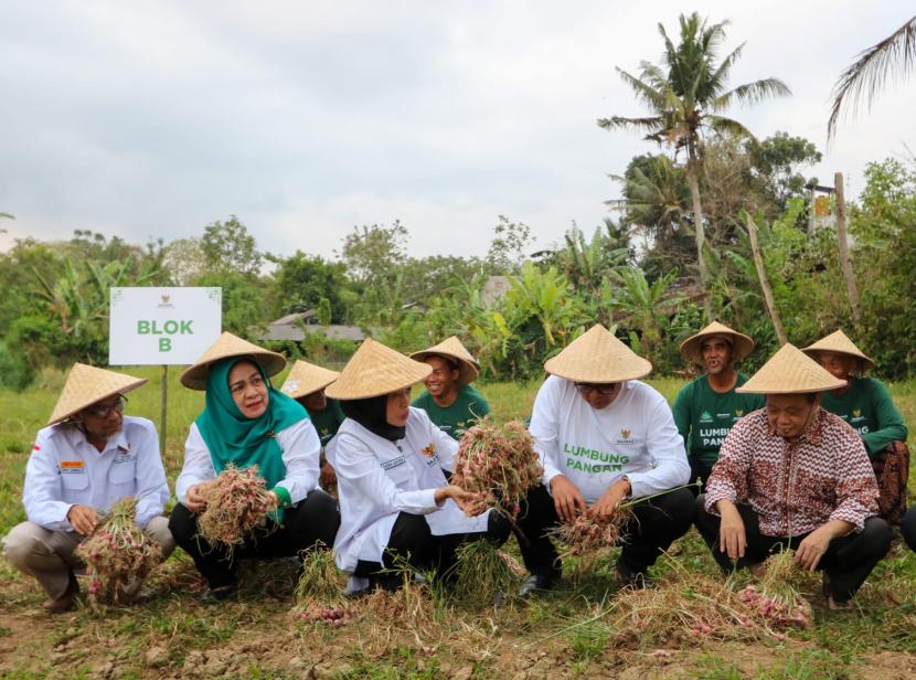 BAZNAS melakukan panen raya bawang merah bersama petani binaan di Sleman, Yogyakarta, Senin (11/9/2023).
