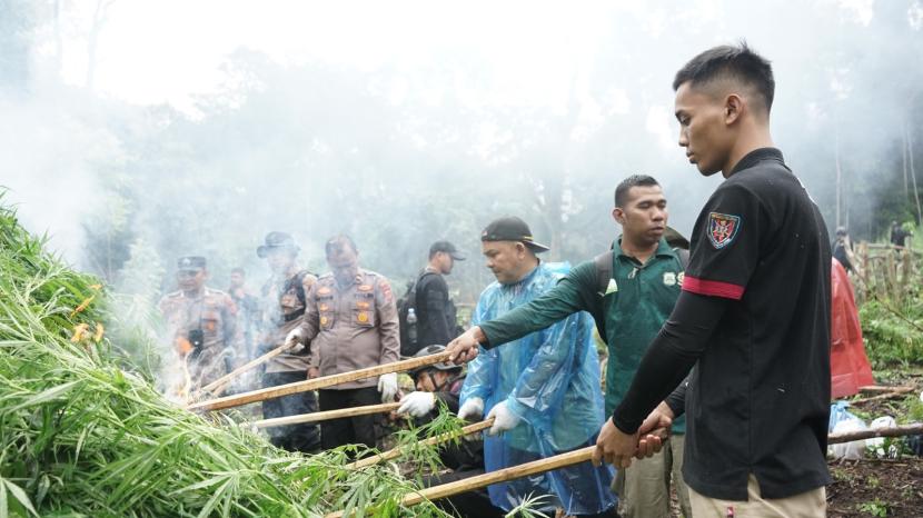 Bea Cukai Aceh dan Bea Cukai Banda Aceh bekerja sama dengan BNN RI dan Forkopimda Provinsi Aceh musnahkan satu hektar ladang ganja yang berada di Desa Pulo.