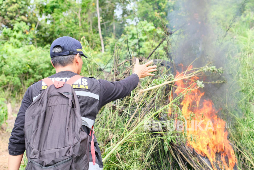 Bea Cukai Banda Aceh turut mendampingi Badan Narkotika Nasional Republik Indonesia (BNN RI) melaksanakan pemusnahan ladang ganja pertama di tahun 2025.