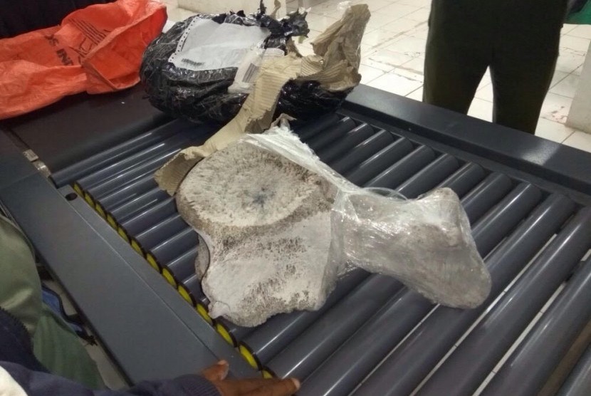 Bea Cukai Kupang berhasil mengagalkan impor tulang paus ilegal, Senin (3/7). 