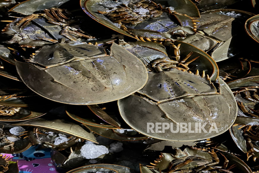 Bea Cukai Teluk Nibang berhasil menggagalkan penyelundupan 1.519 ekor belangkas ke Malaysia. Tiga spesies belangkas masuk dalam daftar satwa yang dilindungi.