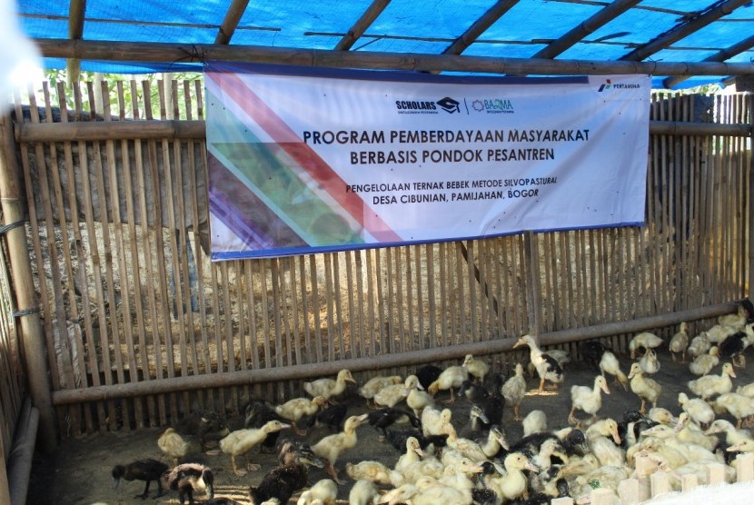 Bebek-bebek hasil budidaya Pondok Pesantren (Ponpes) Darul Ibtida Desa Cibunian, Bogor.