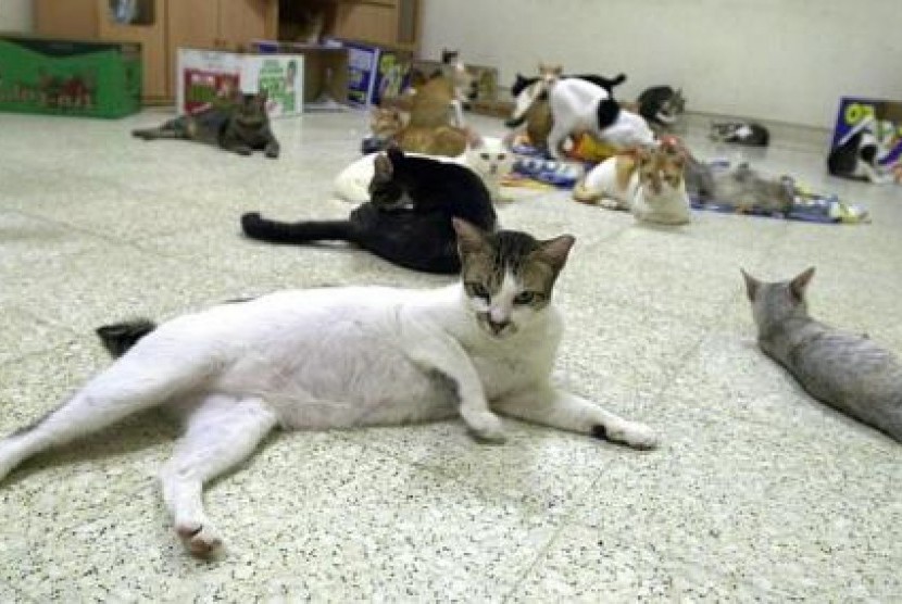 Pemerintah Kota Jakarta Barat melakukan operasi sterilisasi kucing peliharaan untuk menekan pertambahan populasi kucing. (ilustrasi)