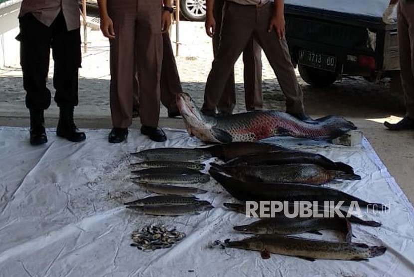 Beberapa ikan invasif yang siap dimusnahkan di kantor BKIPM Kelas II Semarang, Rabu (15/8). 