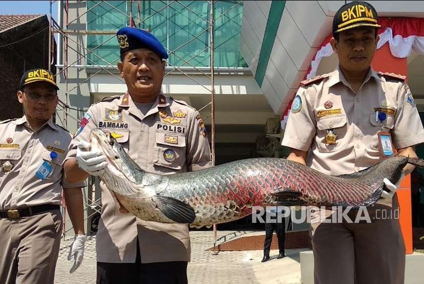 Petugas memegang salah satu jenis ikan invasif  (ilustrasi)