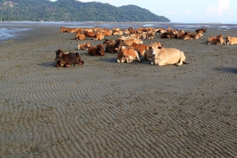Beberapa sapi dilepas di pantai.