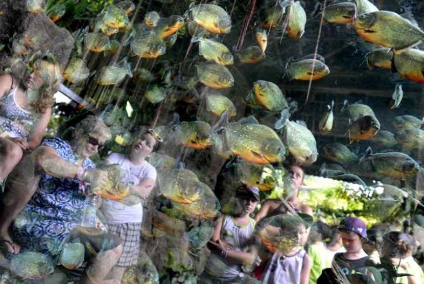 Beberapa turis asing terpantul di kaca akuarium saat mereka menyaksikan ikan piranha di Bali Safari And Marine Park, Gianyar, Bali, Jumat (13/1). Pemerintah menargetkan kunjungan wisman tahun 2012 sebanyak 8 juta orang dengan menerapkan strategi terpadu y