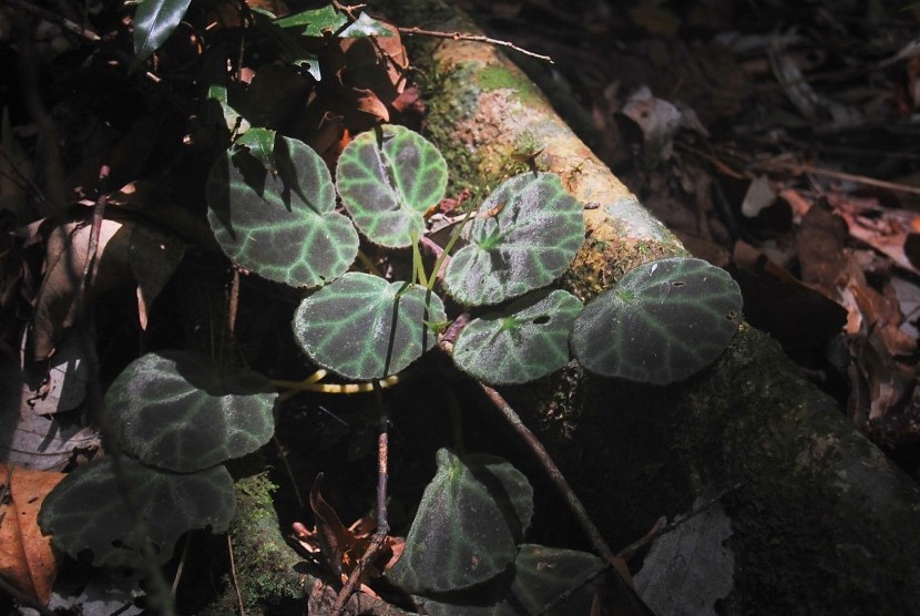 Begonia olivacea, tanaman Begonia jenis baru yang ditemukan di kawasan Taman Nasional Gunung Leuser pada 2016. Badan Riset dan Inovasi Nasional (BRIN) mengidentifikasi enam begonia jenis baru yang endemik di Sumatra, Kamis (20/1/2022)..