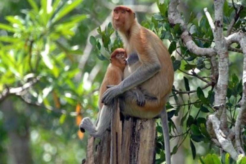 Proboscis monkey (Nasalis larvatus)