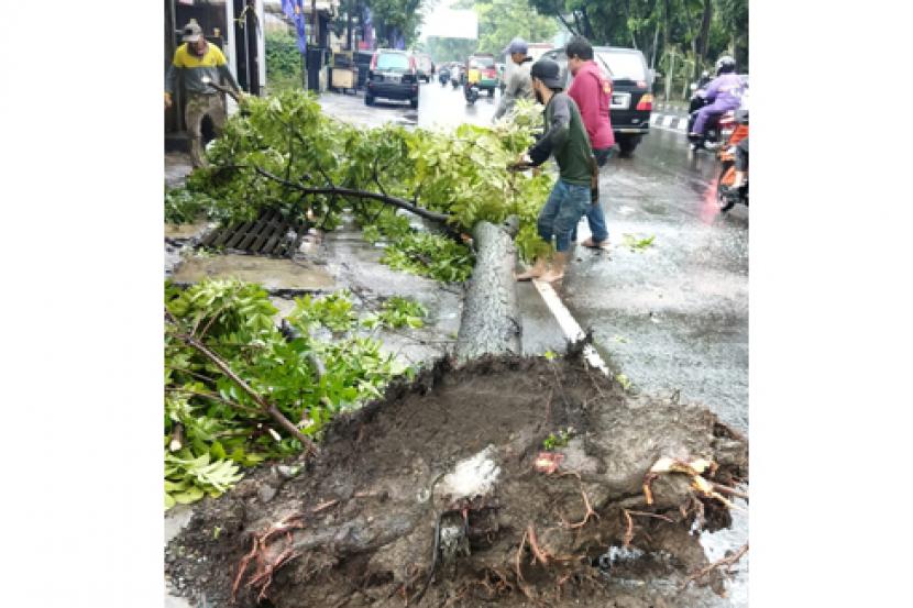 Belasan pohon yang berada di Kota Bandung tumbang akibat hujan deras yang terjadi Selasa (9/3/2022) sore. Sebagian pohon sempat menutupi badan jalan namun petugas berhasil mengevakuasi batang pohon dengan cepat. 