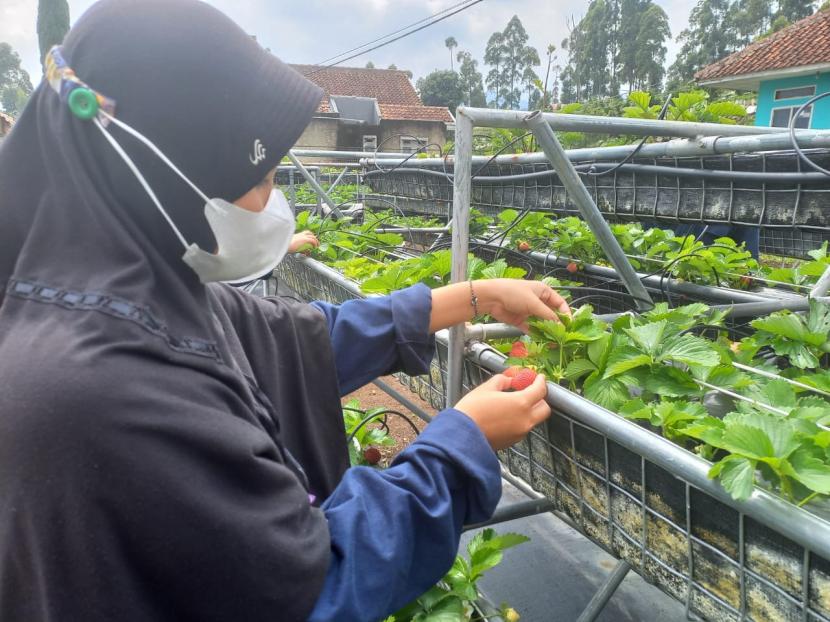 Belasan santri dan santriwati Pondok Pesantren Al Ittifaq, Kabupaten Bandung tengah praktik lapangan belajar tentang pertanian dan kopi. 