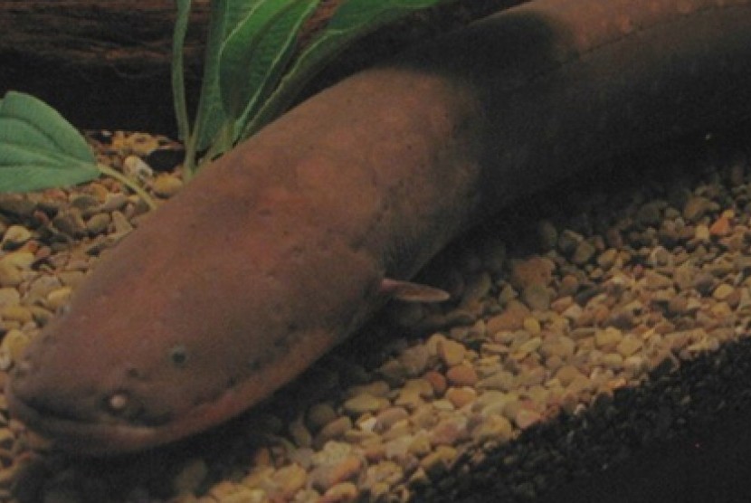 Belut atau sidat listrik (Electrophorus electricus) adalah sejenis ikan air tawar.