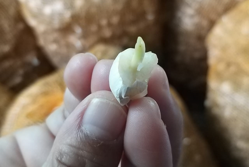 Benih bawang putih yang belum patah dormansi sangat merugikan petani. 