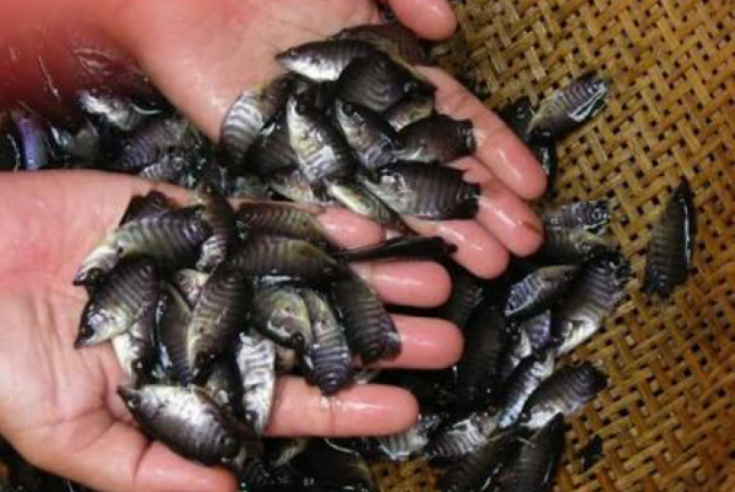 Benih ikan yang diperjualbelikan (ilustrasi). KKP memberikan jutaan benih ikan atau udang kepada para pembudidaya yang terimbas wabah Covid-19